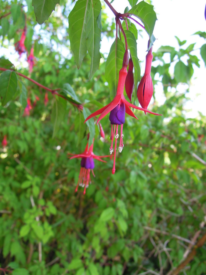 Fuschia sp.